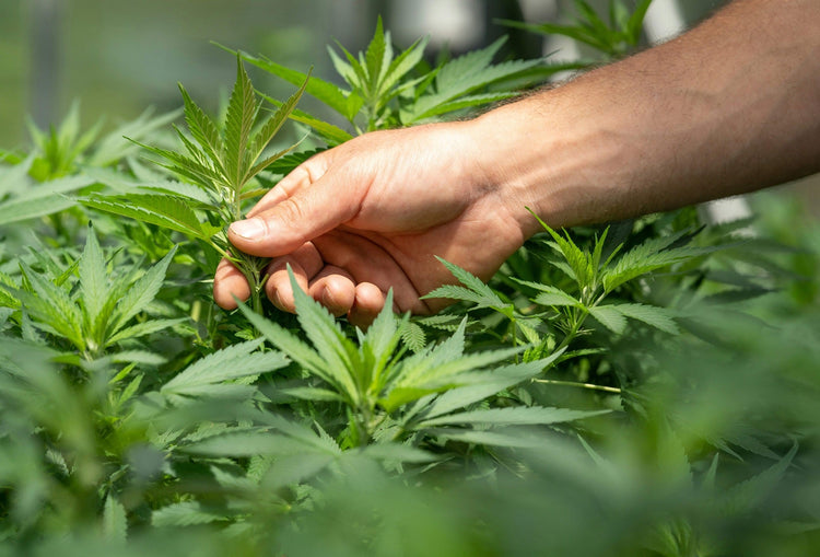 πΏ ORGANIC CBD